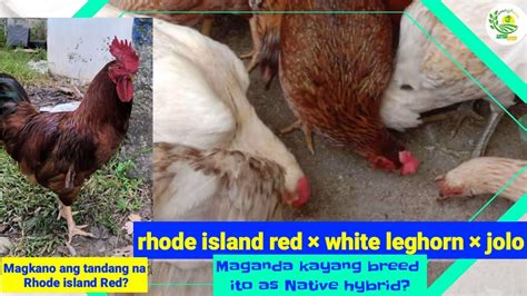 paano malalaman kung lalaki ang sisiw|Rhode Island Red .